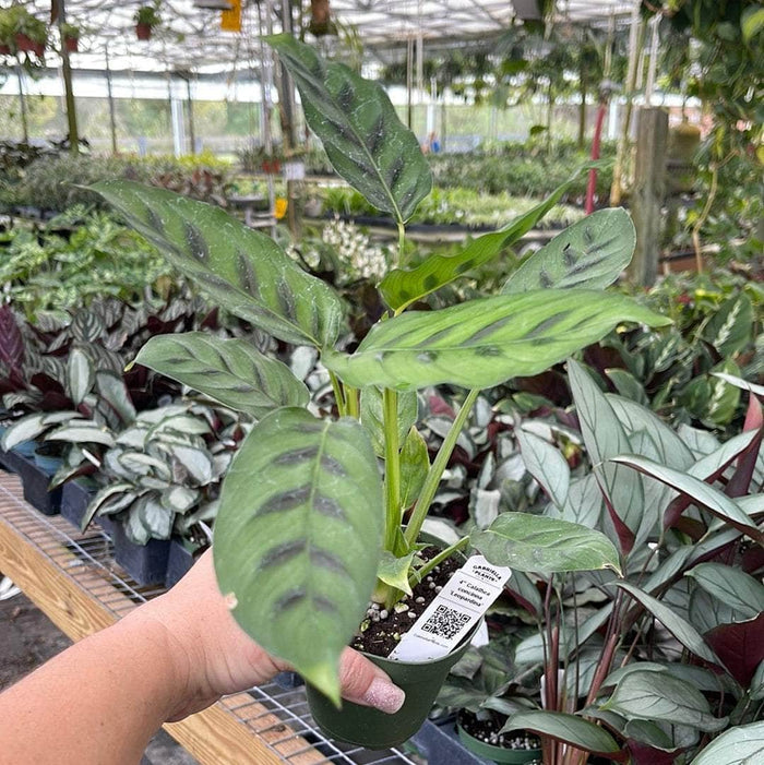 Gabriella Plants Calathea 4" Calathea concinna 'Leopardina'