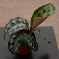 Gabriella Plants Calathea 4" Calathea dressleri 'Helen Kennedy'