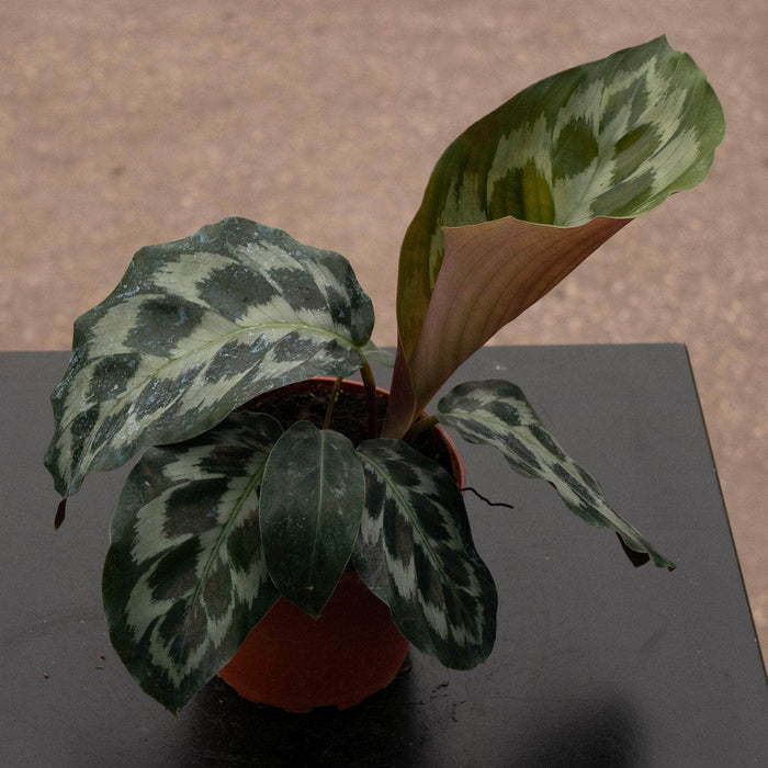 Gabriella Plants Calathea 4" Calathea dressleri 'Helen Kennedy'