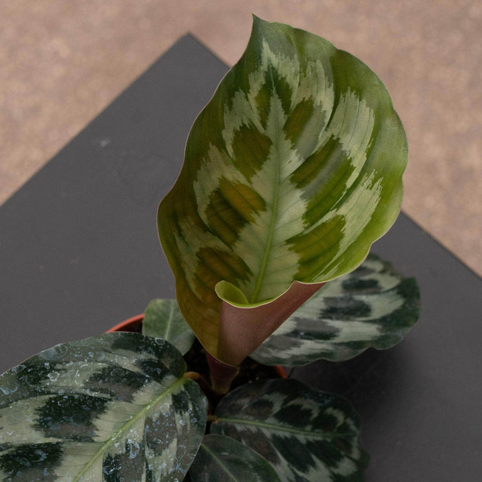 Gabriella Plants Calathea 4" Calathea dressleri 'Helen Kennedy'