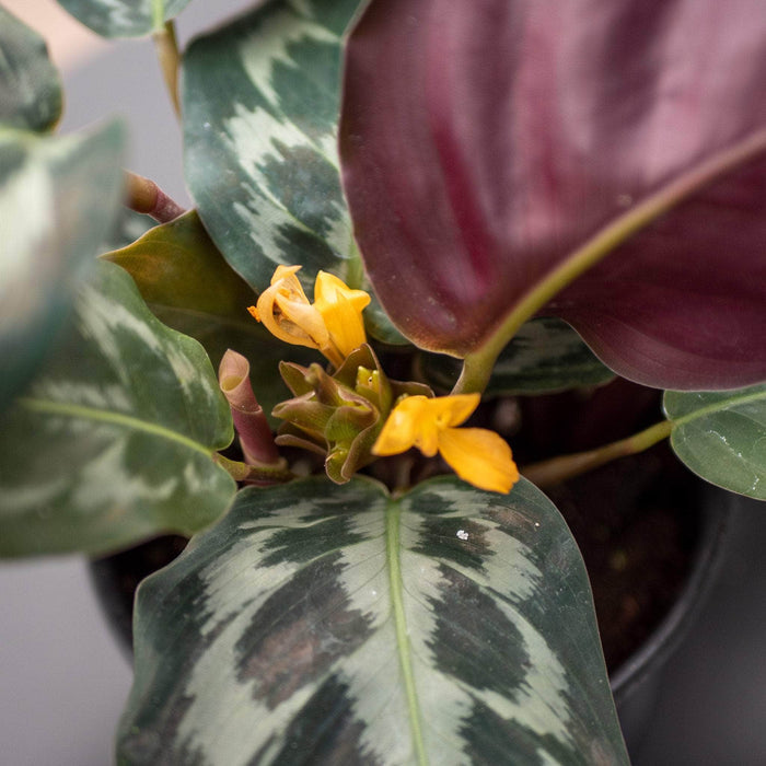 Gabriella Plants Calathea 4" Calathea dressleri 'Helen Kennedy'