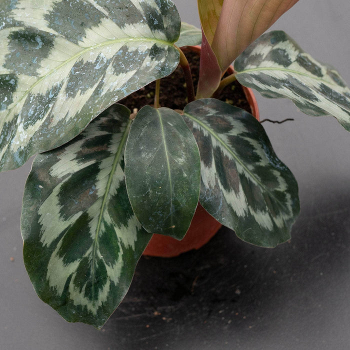 Gabriella Plants Calathea 4" Calathea dressleri 'Helen Kennedy'