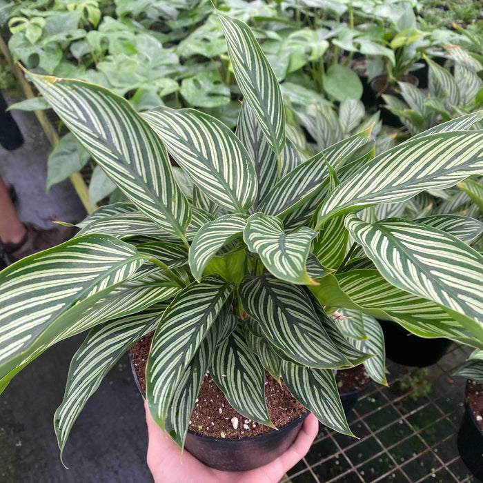Gabriella Plants Other 6" Calathea elliptica 'Vittata'