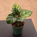 Gabriella Plants Other 4" Calathea fasciata 'Rotundifolia'