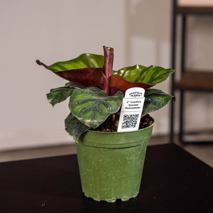 Gabriella Plants Other 4" Calathea fasciata 'Rotundifolia'
