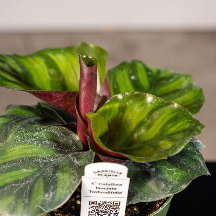 Gabriella Plants Other 4" Calathea fasciata 'Rotundifolia'