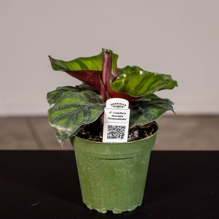 Gabriella Plants Other 4" Calathea fasciata 'Rotundifolia'