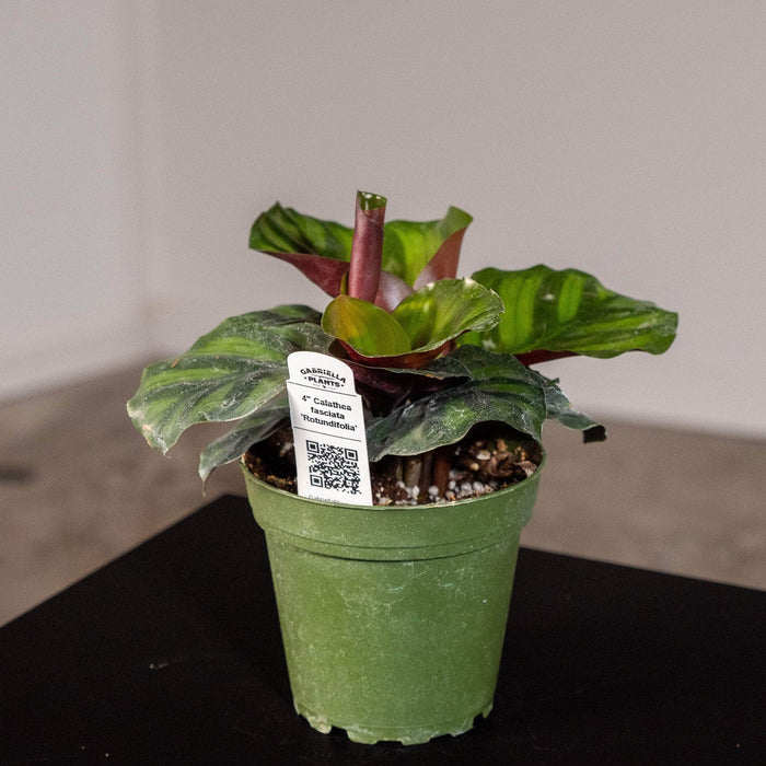 Gabriella Plants Other 4" Calathea fasciata 'Rotundifolia'