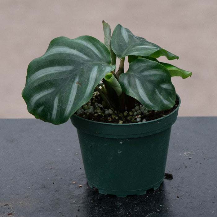 Gabriella Plants Calathea 4" Calathea fasciata 'White Bahia'