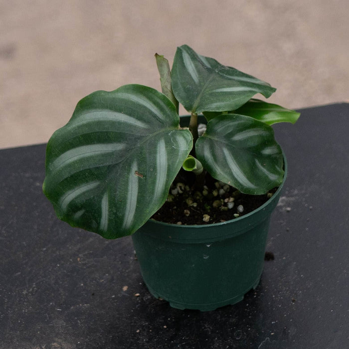 Gabriella Plants Calathea 4" Calathea fasciata 'White Bahia'