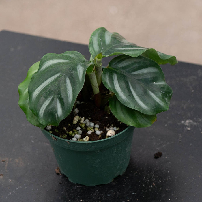 Gabriella Plants Calathea 4" Calathea fasciata 'White Bahia'