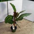 Gabriella Plants Other 4" Calathea 'Jungle Cat'