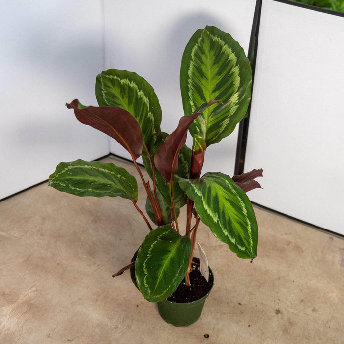 Gabriella Plants Other 4" Calathea 'Jungle Cat'