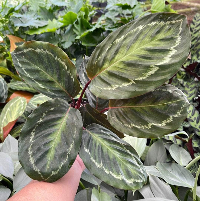 Gabriella Plants Calathea 4" Calathea 'Jungle Cat'