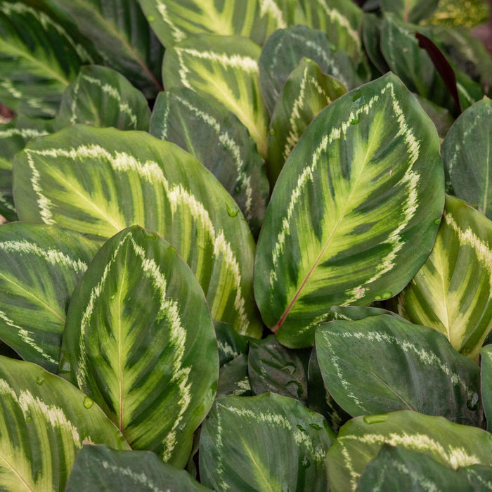 Gabriella Plants Calathea 4" Calathea Jungle Cat