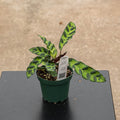 Gabriella Plants Other 4" Calathea lancifolia "Rattlesnake"