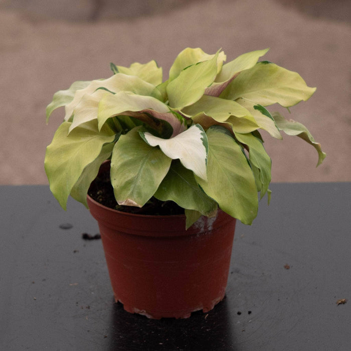 Gabriella Plants Calathea 4" Calathea louisae 'Thai Beauty'