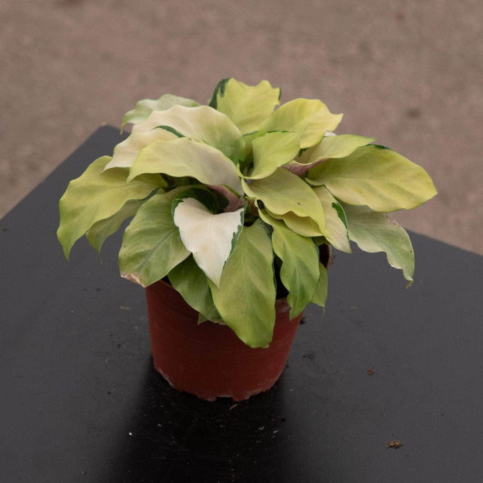 Gabriella Plants Calathea 4" Calathea louisae 'Thai Beauty'
