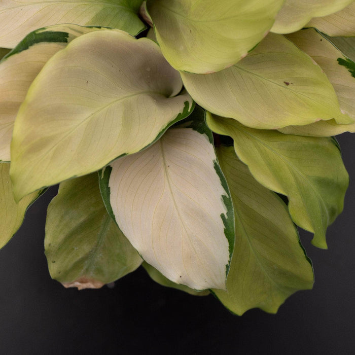Gabriella Plants Calathea 4" Calathea louisae 'Thai Beauty'