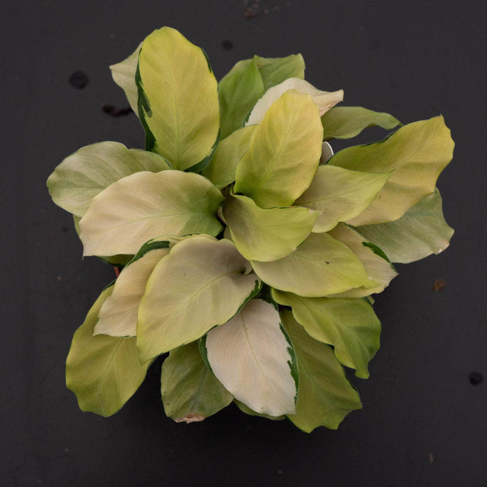 Gabriella Plants Calathea 4" Calathea louisae 'Thai Beauty'