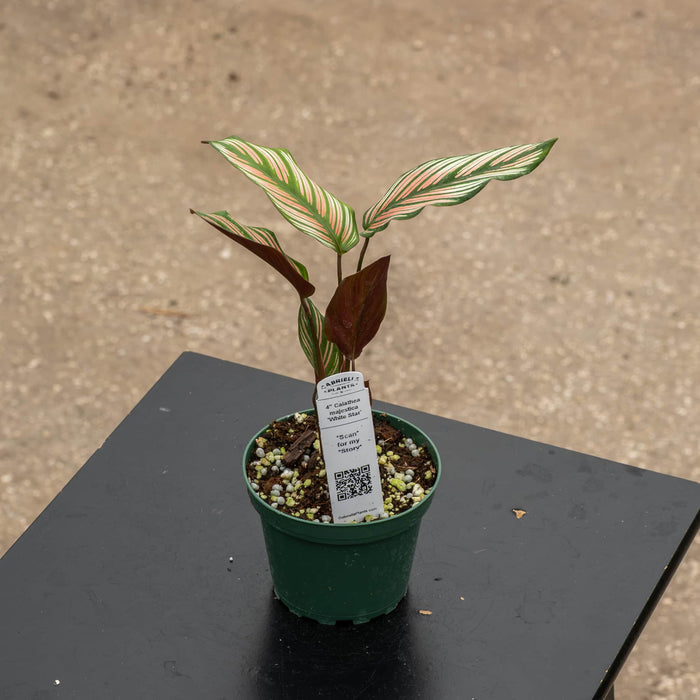 Gabriella Plants Other 4 Calathea majestica 'White Star'