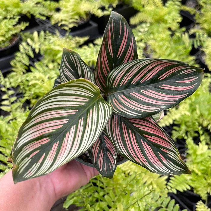 Gabriella Plants Calathea 4" Calathea majestica 'White Star'
