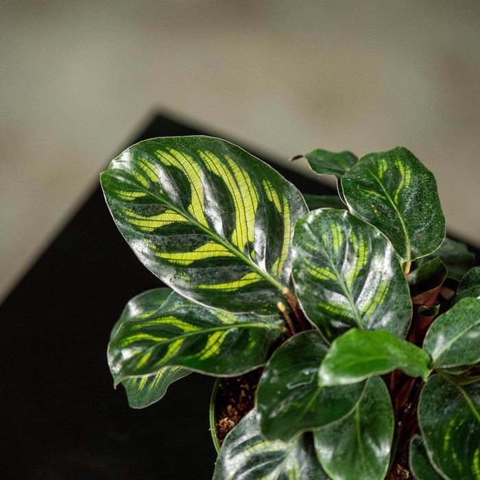 Gabriella Plants Other 4" Calathea makoyana 'Mini Mak'