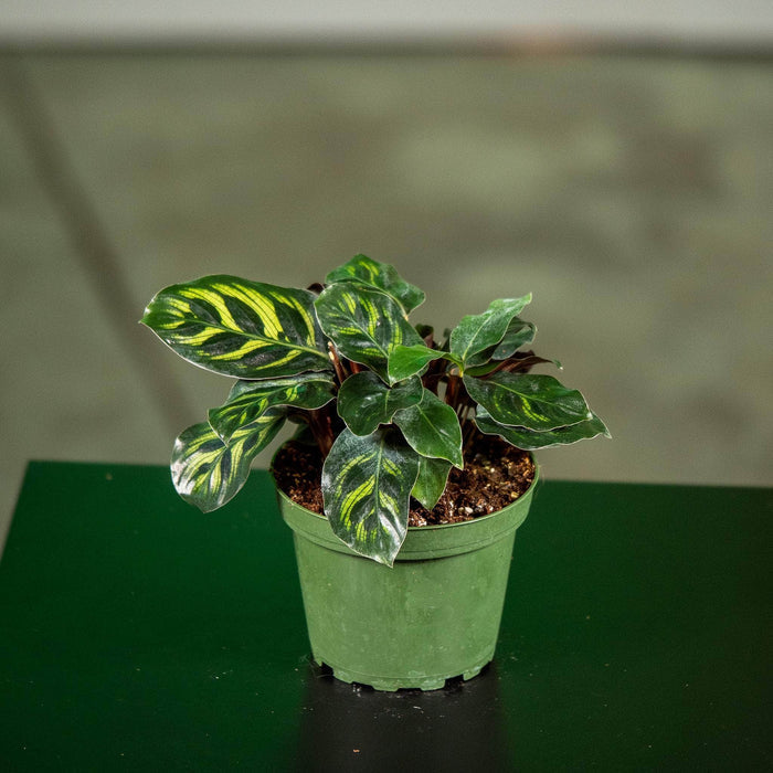 Gabriella Plants Other 4" Calathea makoyana 'Mini Mak'