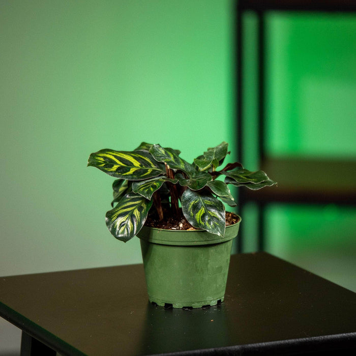 Gabriella Plants Other 4" Calathea makoyana 'Mini Mak'