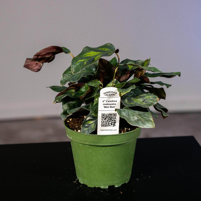 Gabriella Plants Other 4" Calathea makoyana 'Mini Mak'