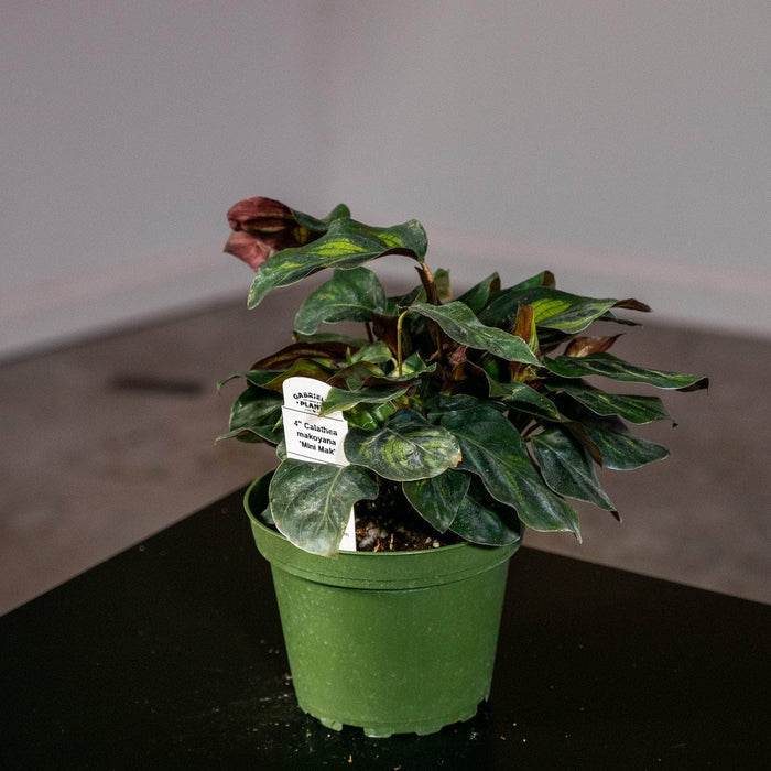 Gabriella Plants Other 4" Calathea makoyana 'Mini Mak'