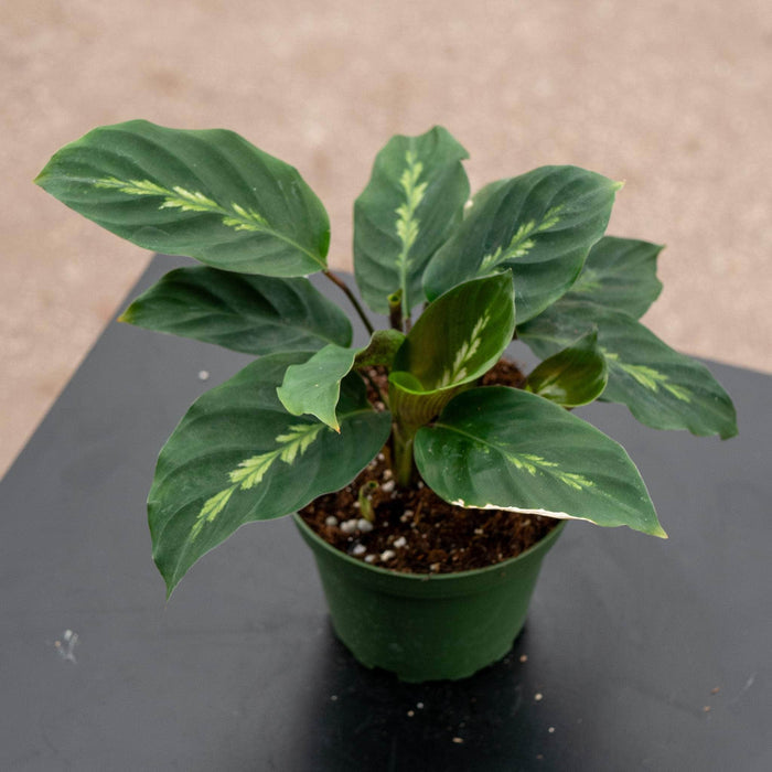 Gabriella Plants Other 4" Calathea 'Maui Queen'