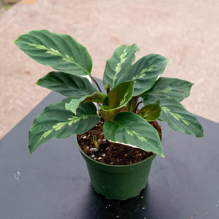 Gabriella Plants Other 4" Calathea 'Maui Queen'