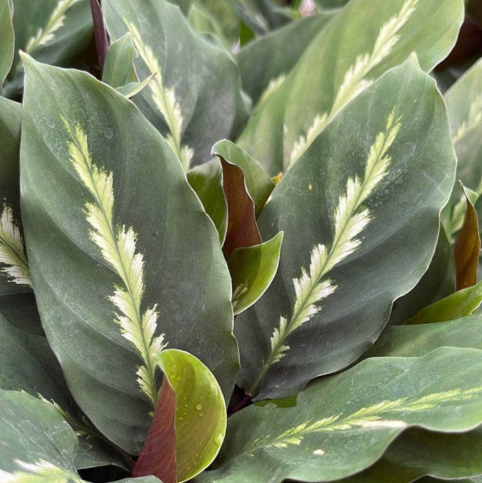 Gabriella Plants 4" Calathea 'Maui Queen'