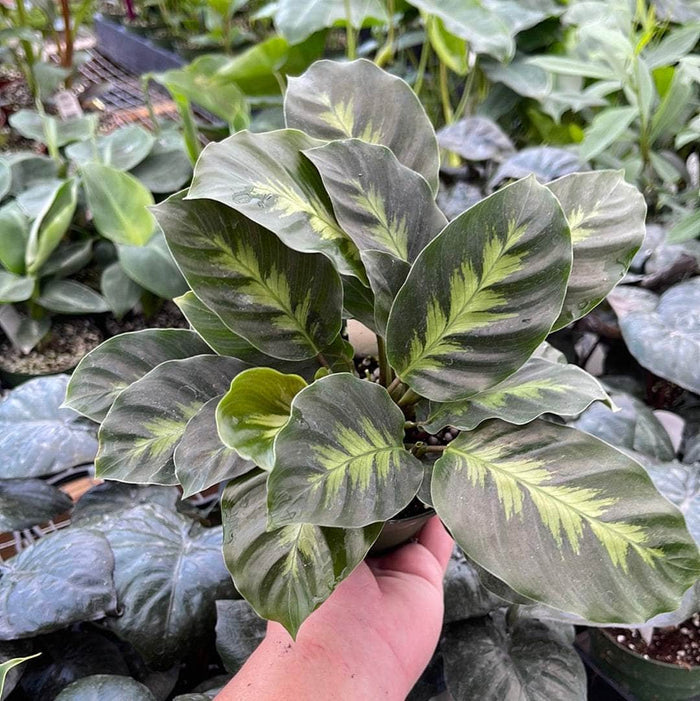 Gabriella Plants Calathea 4" Calathea 'Misto'