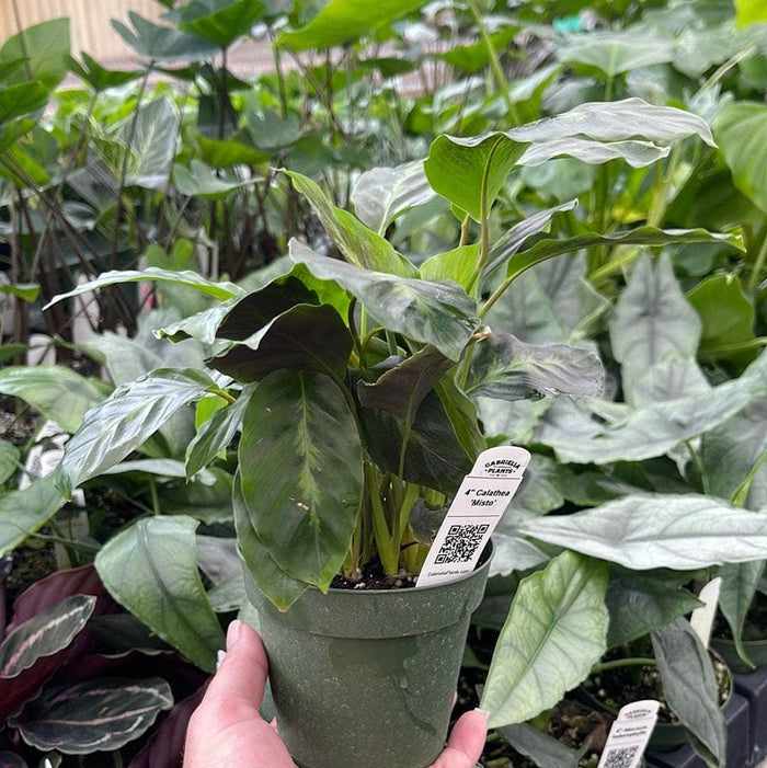 Gabriella Plants Calathea 4" Calathea 'Misto'
