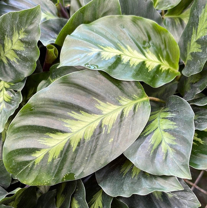 Gabriella Plants Calathea 4" Calathea 'Misto'
