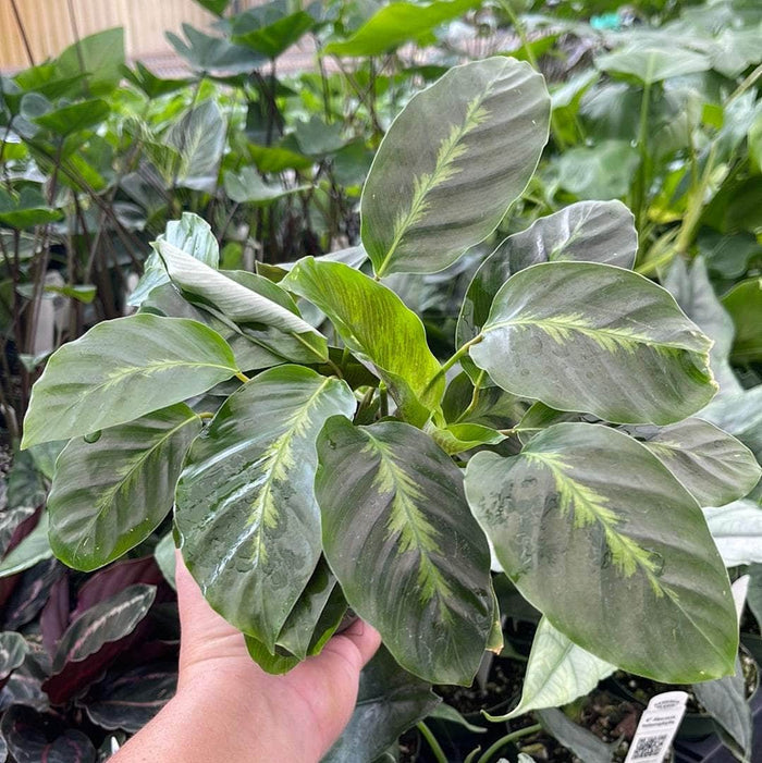 Gabriella Plants Calathea 4" Calathea 'Misto'