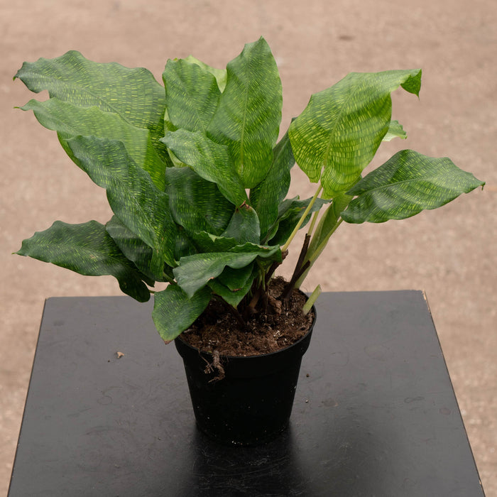 Gabriella Plants Other 4" Calathea musaica