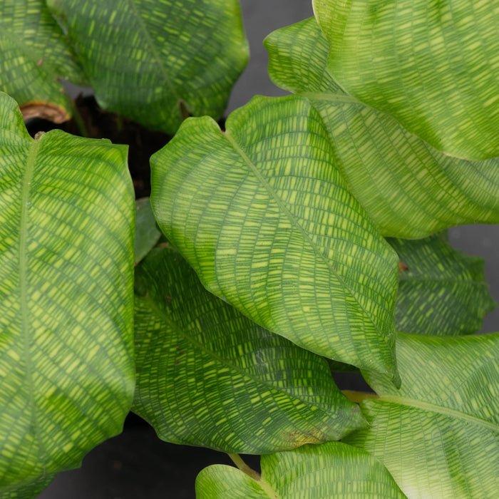 Gabriella Plants Other 4" Calathea musaica