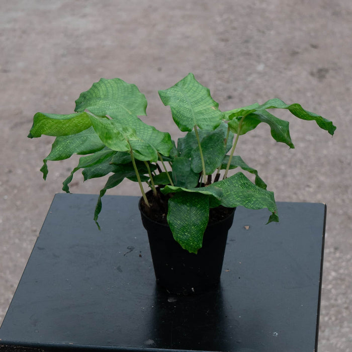 Gabriella Plants Other 4" Calathea musaica
