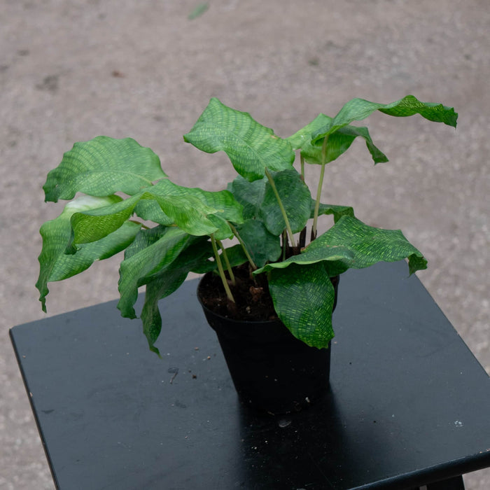 Gabriella Plants Other 4" Calathea musaica