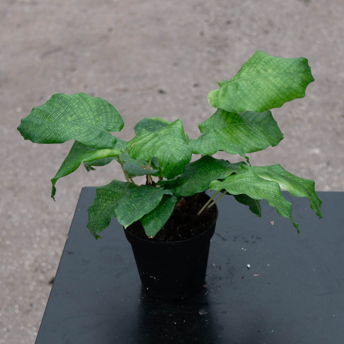 Gabriella Plants Other 4" Calathea musaica