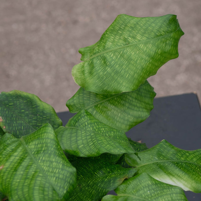 Gabriella Plants Other 4" Calathea musaica