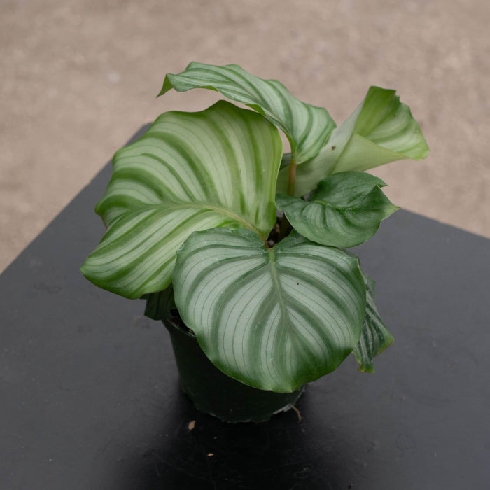 Gabriella Plants Other 4" Calathea orbifolia