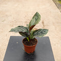 Gabriella Plants Other 4" Calathea ornata "Pinstripe"