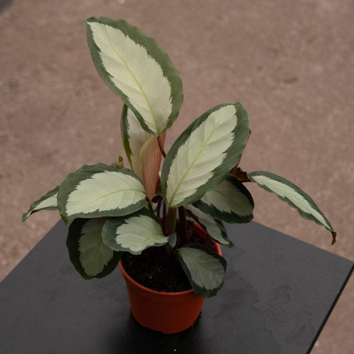 Gabriella Plants 4" Calathea picturata