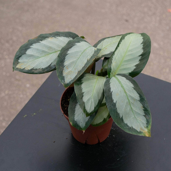 Gabriella Plants 4" Calathea picturata