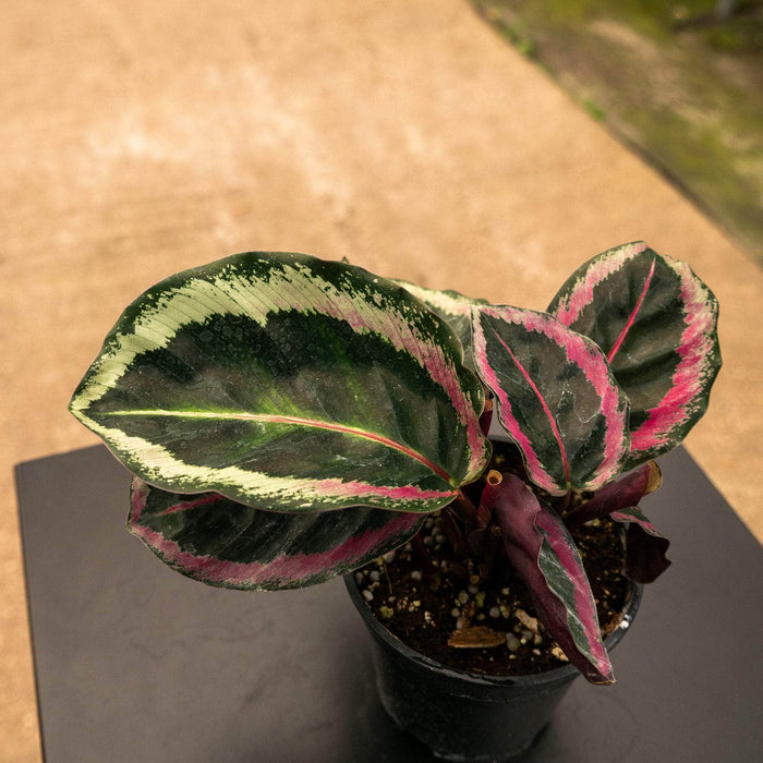 Gabriella Plants Marantaceae 4" Calathea roseopicta ‘Angela’