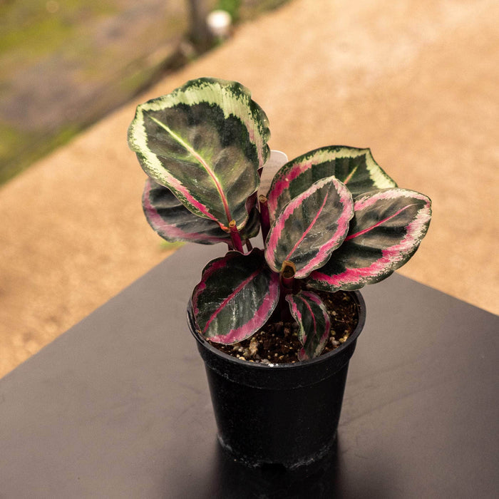Gabriella Plants Marantaceae 4" Calathea roseopicta ‘Angela’